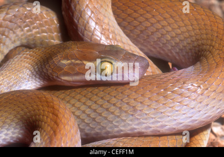 Brown house snake Boaedon fuliginosus mentalis, formerly Lamprophis fuliginous mentalis, Namaqualand South Africa Stock Photo