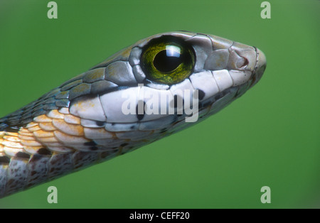 Boomslang, Dispholidus typus, South Africa Stock Photo