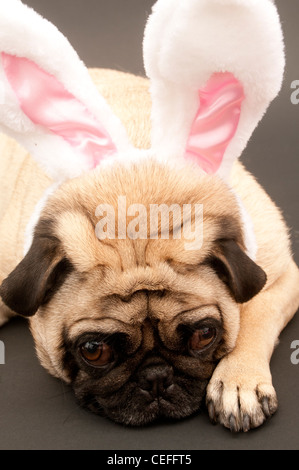 Bunny Pug Laying Down Stock Photo