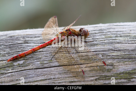 Male Common Darter (Sympetrum striolatum) on fence Stock Photo