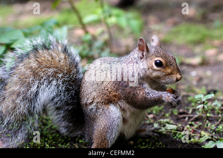 A squirrel sitting in a park in New York City, holding an almond in its tiny hands. Stock Photo