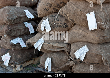 Harvested oysters packed in burlap hemp sacks, labeled for shipping. Stock Photo