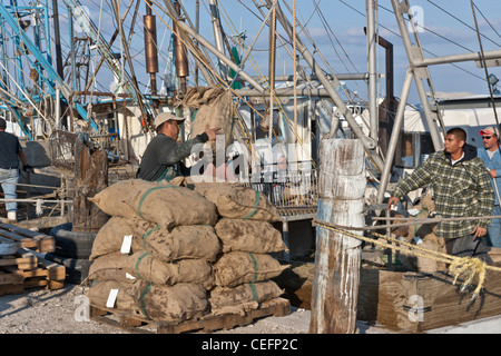 Fishermen unloading 'sacked' harvested oysters from boat. Stock Photo