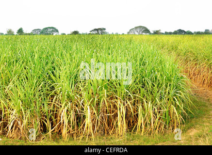 Field of sugar cane Stock Photo