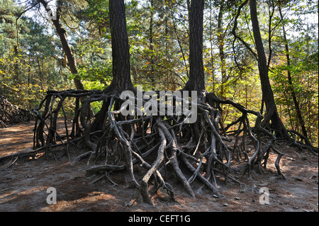 Exposed roots of pine trees due to soil erosion in forest at Kasterlee, Belgium Stock Photo