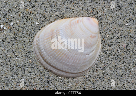 Smooth / Norway cockle (Laevicardium crassum) shell on beach, Brittany, France Stock Photo
