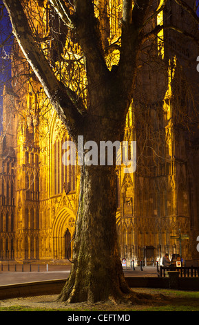 England, North Yorkshire, York City. Grand tree with the equally grand York Minster Cathedral Stock Photo