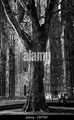 England, North Yorkshire, York City. Grand tree with the equally grand York Minster Cathedral Stock Photo