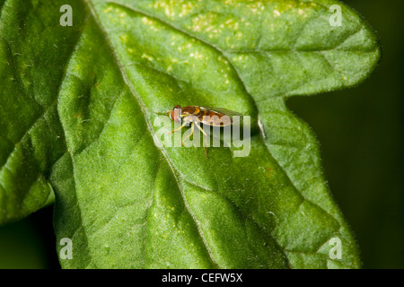 Close up of a Small fly on a leaf Stock Photo