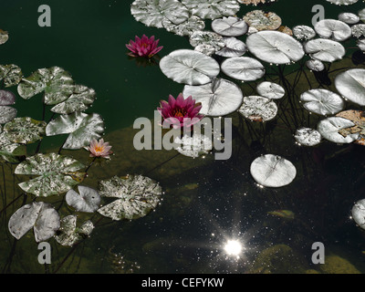 Water lilies in bright sunlight. Two pink blossoms visible. Sun as a direct reflection in the water. Stock Photo