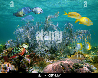 Gorgonian soft coral with colorful tropical fish, Bahamas Stock Photo