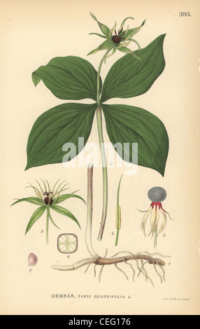 Herb Paris, Paris quadrifolia. Stock Photo