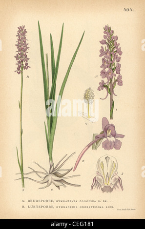 Fragrant orchids, Gymnadenia conopsea and Gymnadenia odoratissima. Stock Photo