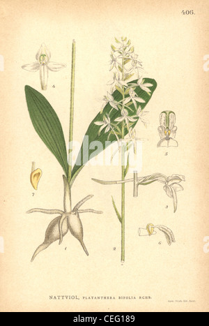 Lesser butterfly-orchid, Platanthera bifolia. Stock Photo
