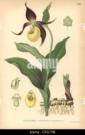 Lady's slipper orchid, Cypripedium calceolus. Stock Photo