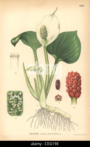 Bog arum, Calla palustris. Stock Photo