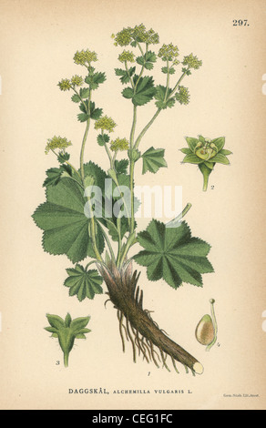 Lady's mantle, Alchemilla vulgaris. Stock Photo