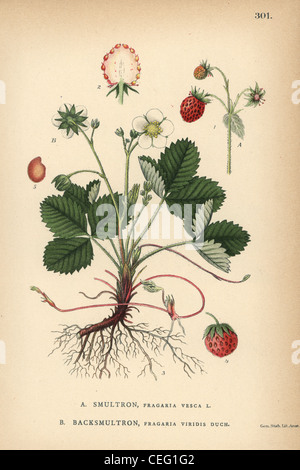 Wild strawberry, Fragaria vesca, and green strawberry, Fragaria viridis Duch. Stock Photo