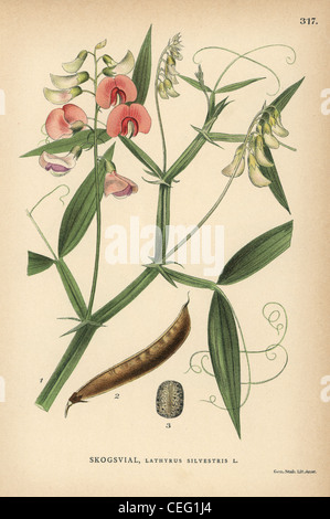 Flat pea, Lathyrus sylvestris. Stock Photo