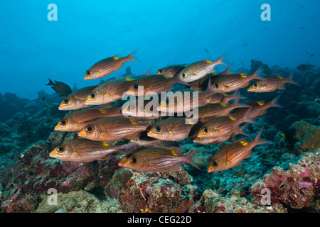 Shoal of Glowspot Emperor, Gnathodentex aurolineatus, Baa Atoll, Indian Ocean, Maldives Stock Photo