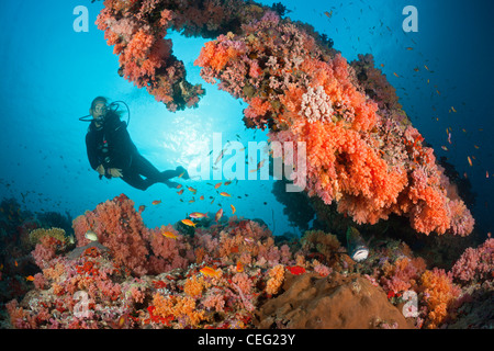 Scuba Diving on Coral Reef, North Male Atoll, Indian Ocean, Maldives Stock Photo