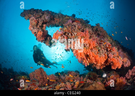 Scuba Diving on Coral Reef, North Male Atoll, Indian Ocean, Maldives Stock Photo