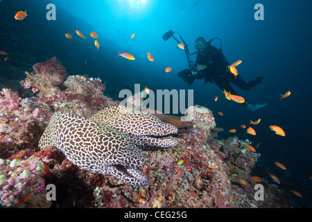 Pair of Honeycomb Moray, Gymnothorax favagineus, North Male Atoll, Indian Ocean, Maldives Stock Photo