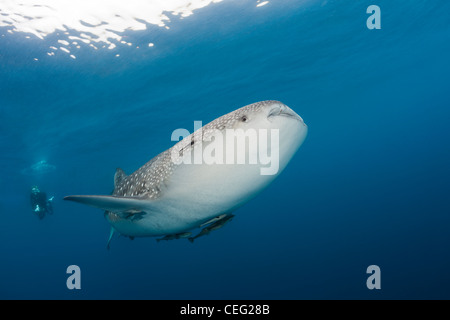Whale Shark, Rhincodon typus, North Male Atoll, Indian Ocean, Maldives Stock Photo