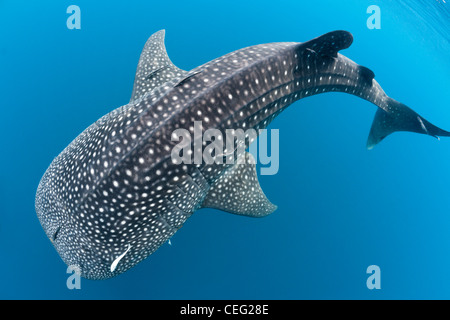Whale Shark, Rhincodon typus, North Male Atoll, Indian Ocean, Maldives Stock Photo