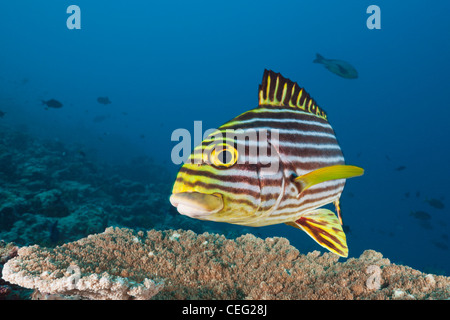 Oriental Sweetlips, Plectorhinchus vittatus, North Male Atoll, Indian Ocean, Maldives Stock Photo