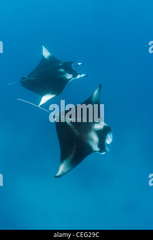 Two Manta, Manta birostris, Hanifaru Bay, Baa Atoll, Maldives Stock Photo