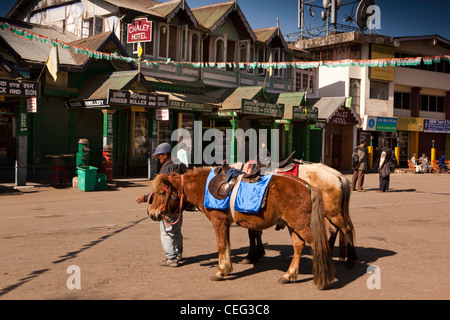 India, West Bengal, Darjeeling, Chowrasta, ponies plying for trade in open square above the Mall Stock Photo