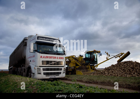 Volvo truck with bulk tipper trailer & ROPA EURO MAUS loading Sugar Beet in Norfolk against a cloudy sky. Stock Photo