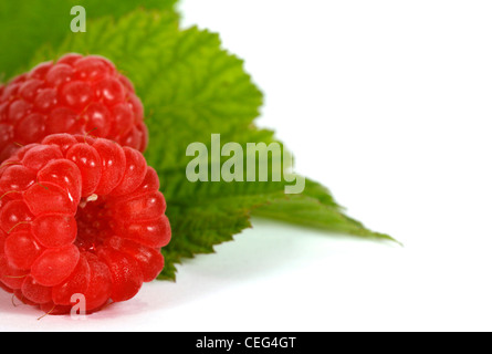 Red raspberries with green leaves on the withe background Stock Photo