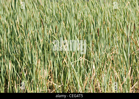 green reed-belt Stock Photo