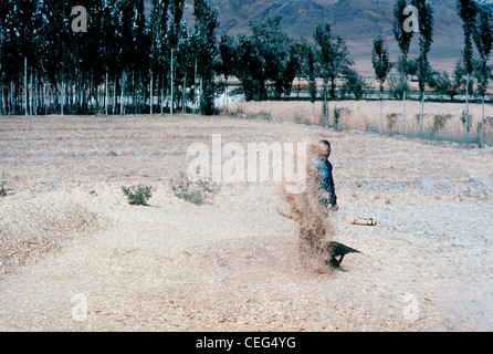 IRAN, ARAK: Iranian farmer throwing harvested grain in the air to let the wind separate the wheat from the chaff near Arak, Iran Stock Photo