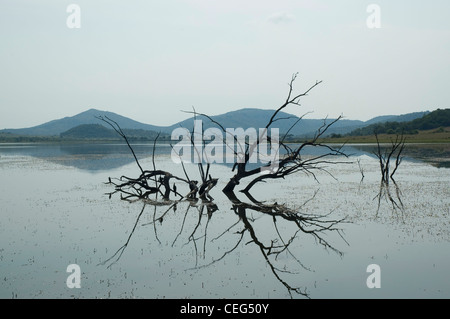 A partially submerged tree in Mankwe dam, Pilanesberg National Park Stock Photo