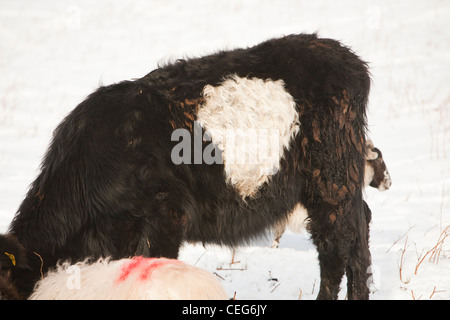 A Belted Galloway cow with a heart shape in its coat in the snow on kirkstone Pass in the Lake District, UK. Stock Photo