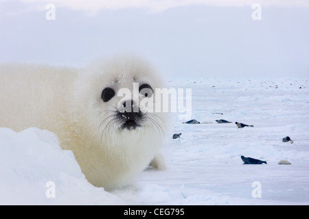 Harp Seal pup on ice, Iles de la Madeleine, Canada Stock Photo