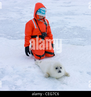 Tourists with Harp Seal pup on ice, Iles de la Madeleine, Canada Stock Photo