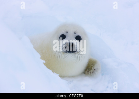 Harp Seal pup on ice, Iles de la Madeleine, Canada Stock Photo