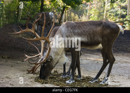 Finnish Forest Reindeers or Rangifer tarandus fennicus eating dried leaves with colors of autumn in background Stock Photo