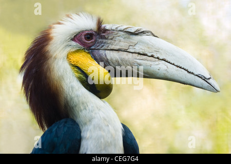 Head of male Wreathed Hornbill or Rhyticeros undulatus in side angle view - horizontal image Stock Photo