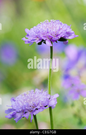 Scabiosa columbaria 'Nana'. Stock Photo