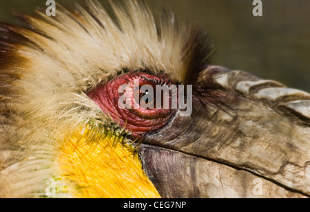 Head of male Wreathed Hornbill or Rhyticeros undulatus in side angle view - horizontal image Stock Photo