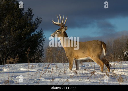 White-tailed buck in winter Stock Photo