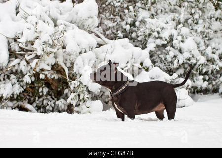 Staffordshire Bul Terrier in the snow. Stock Photo