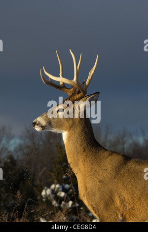 White-tailed buck in winter Stock Photo