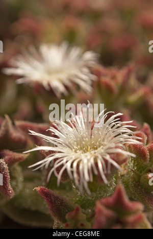 Mesembryanthemum crystallinum iceplant Stock Photo