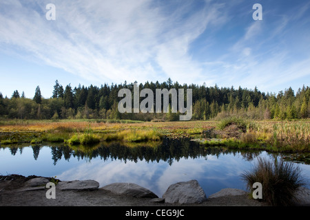 A view of Beaver Lake in Stanley Park in Vancouver, British Columbia, Canada Stock Photo